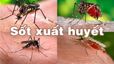 SỐT XUẤT HUYẾT - CÓ THỂ PHÒNG NẾU TĂNG CƯỜNG TỐT CÁC BIỆN PHÁP PHÒNG DỊCH